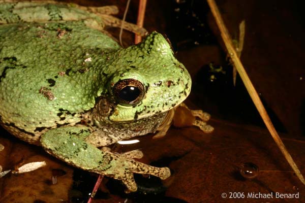 Portrait Michigan Gray Treefrog, Hyla versicolor