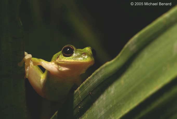 Squirell Treefrog, Hyla squirella