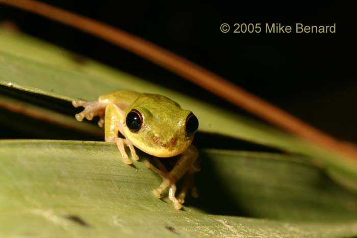 Squirell Treefrog, Hyla squirella
