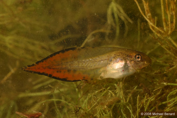 gray treefrog, Hyla versicolor, tadpole