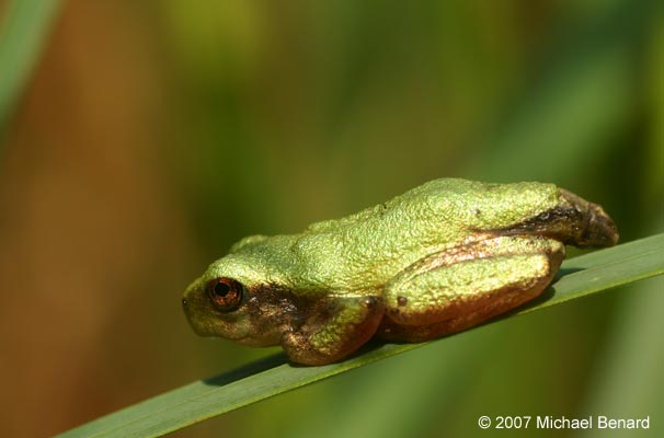 metamorphosed Gray Treefrog lateral view
