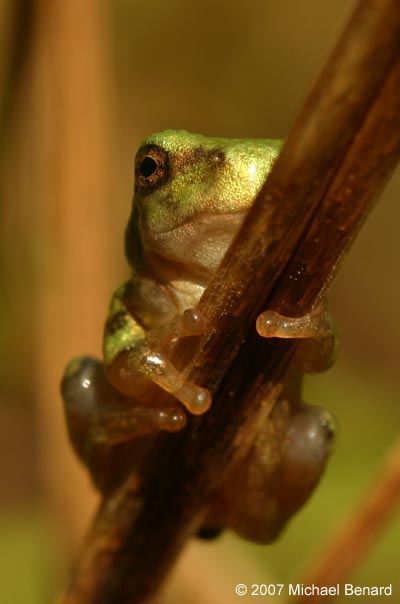 metamorphosed Gray Treefrog clinging to branch