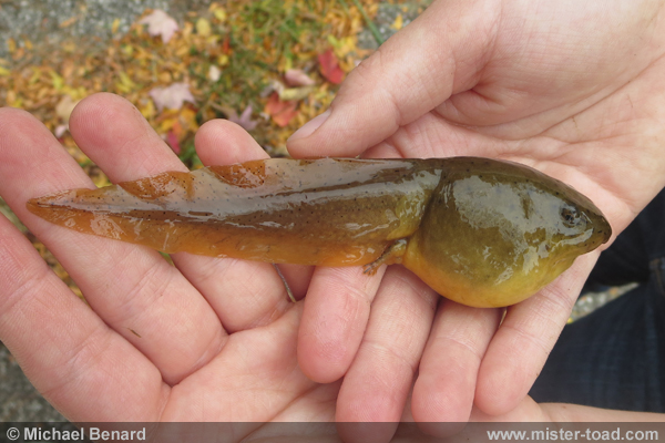 thumbnail image 2 of 30+ Live Bullfrog Tadpoles - Guaranteed Alive! - FREE Shipping 2 of 5