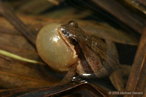 calling male Western Chorus Frog, Pseudacris triseriata