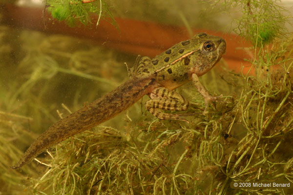 metamorphosing leopard frog, Rana pipiens