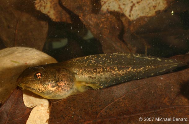 wood frog tadpole, Rana sylvatica