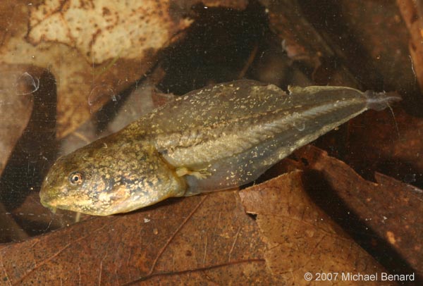 wood frog tadpole, predator induced morphology