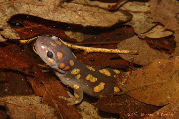 Two spotted salamanders approach each other during the breeding season.