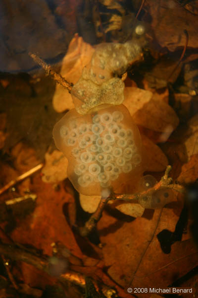 Spotted   salamander and other Ambystoma salamander eggs.