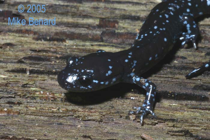 Ambystoma laterale, blue spotted salamander