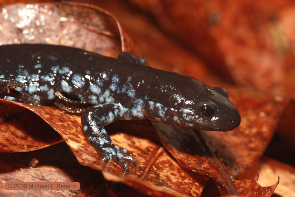 Ambystoma laterale, blue-spotted salamander