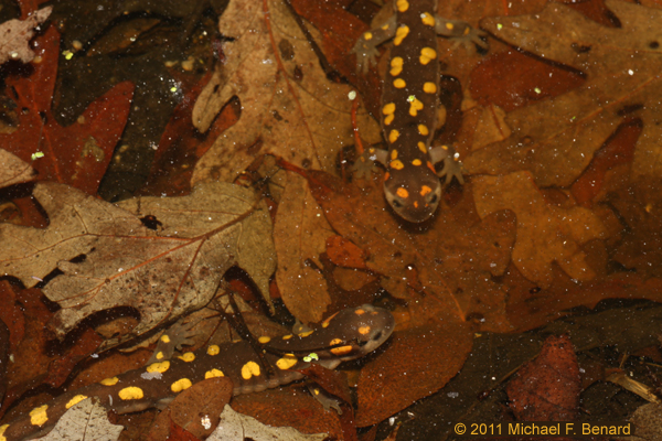Two spotted salamanders approach each other during the breeding season.