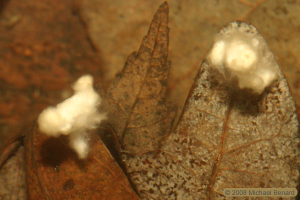 Spotted salamander spermatophores