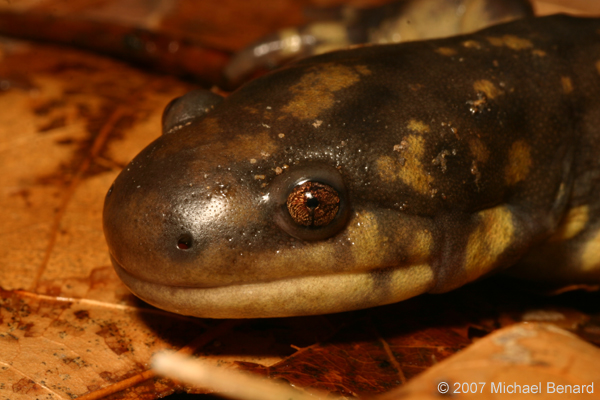 adult tiger salamander, Ambystoma tigrinum