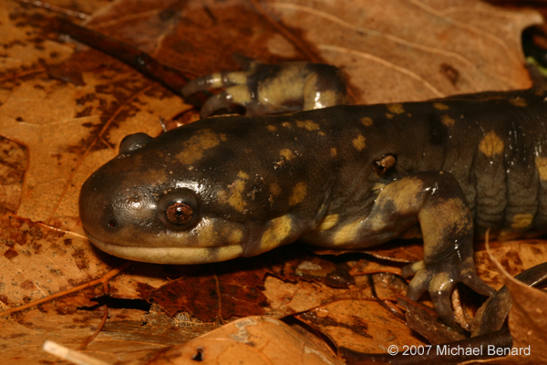 adult tiger salamander, Ambystoma tigrinum