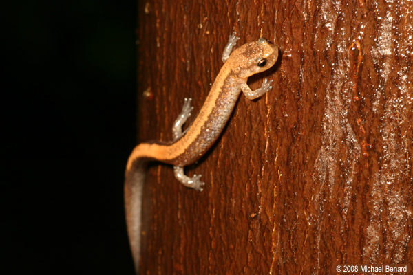 redback salamander, Plethodon cinereus