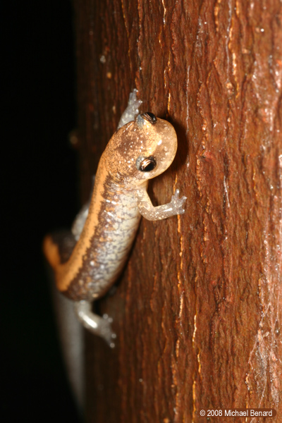 redback salamander, Plethodon cinereus, climbing tree