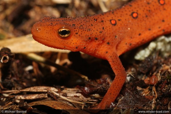 A brightly colored Red Eft