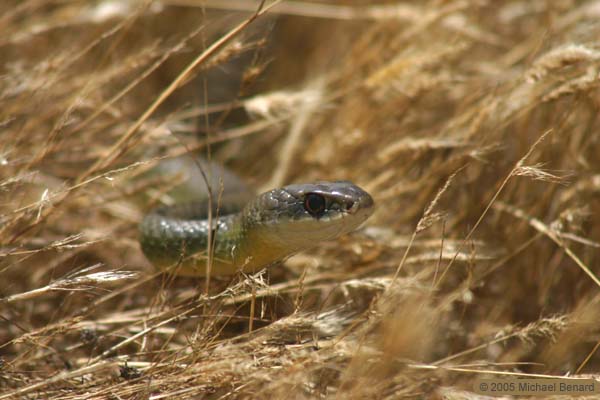 Racer Snake Peeking Through Long Grass