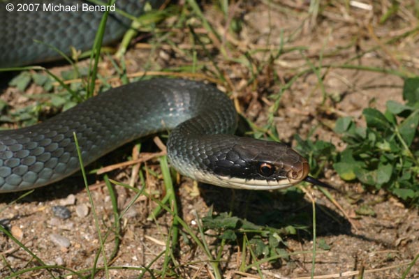 Blue racer, Coluber constrictor foxii