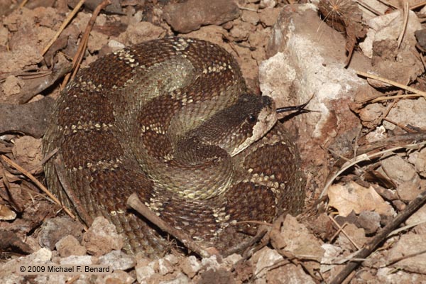 northern pacific rattlesnake, Crotalus oreganus