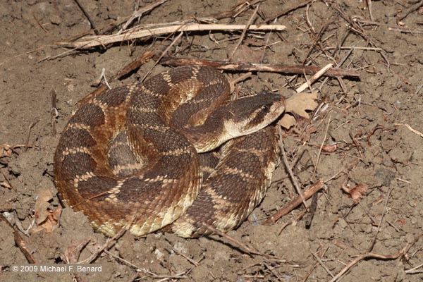 northern pacific rattlesnake, Crotalus oreganus