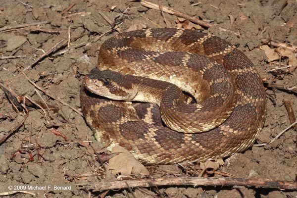 northern pacific rattlesnake, Crotalus oreganus
