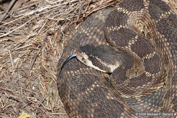 northern pacific rattlesnake, Crotalus oreganus