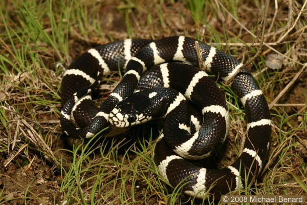 California kingsnake, Lampropeltis getula