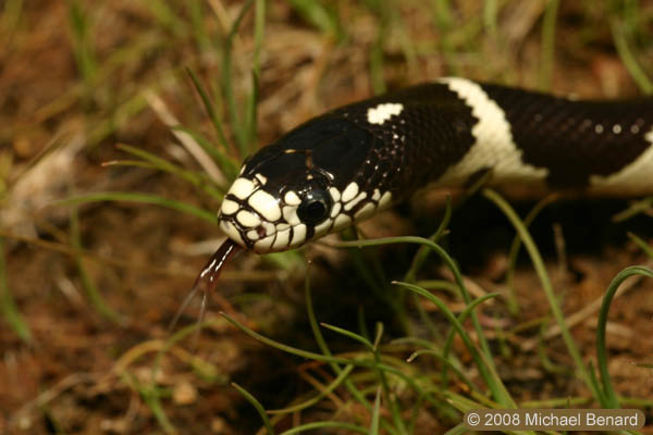 California kingsnake, Lampropeltis getula