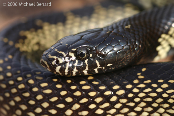 desert kingsnake, Lampropeltis getula