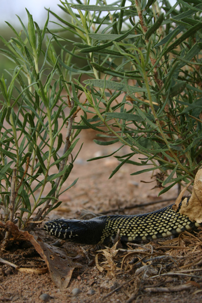 desert kingsnake, Lampropeltis getula
