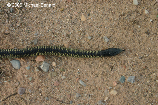 desert kingsnake, Lampropeltis getula