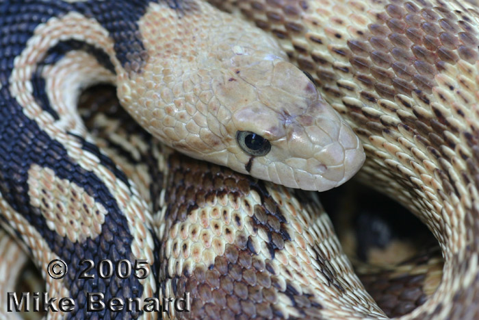 Gopher Snake, Pituophis catenifer