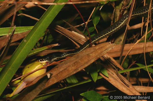 ribbon snake eating treefrog from distance