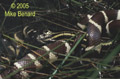 kingsnake eating garter snake