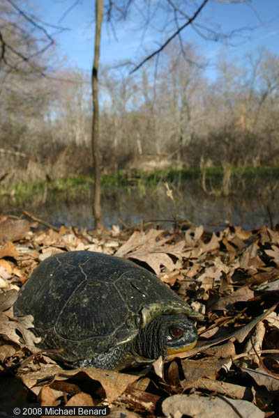 Blanding's turtle, Emys blandingii