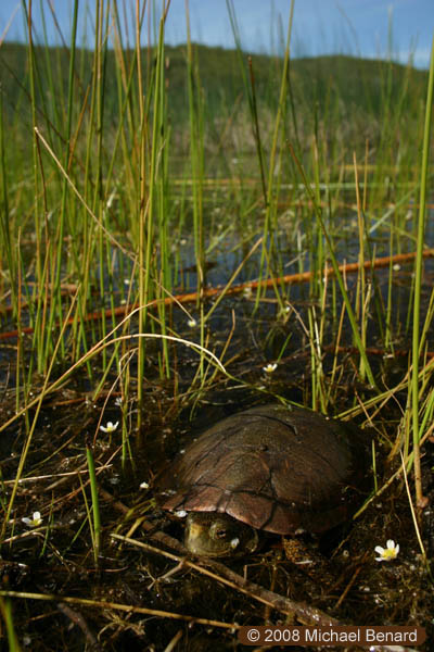 California Pond Turtle, Emys marmorata